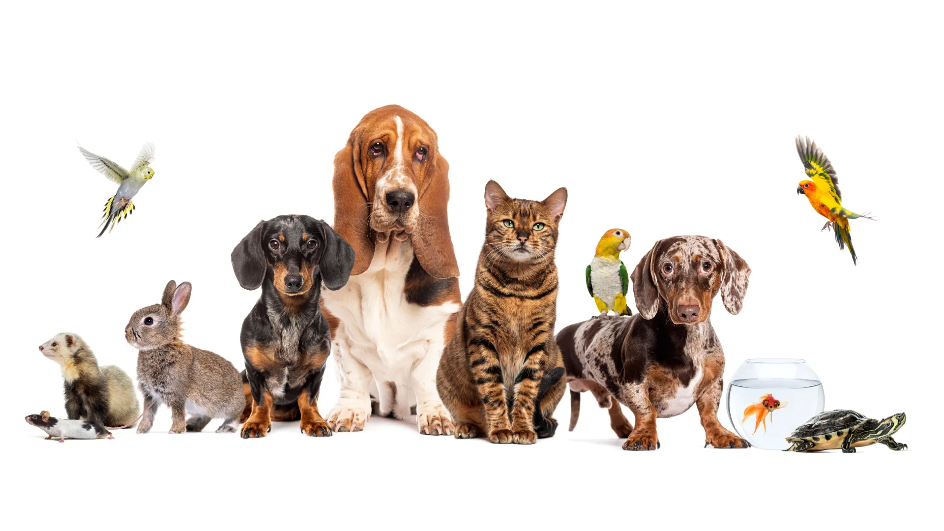 What’s a Pet?