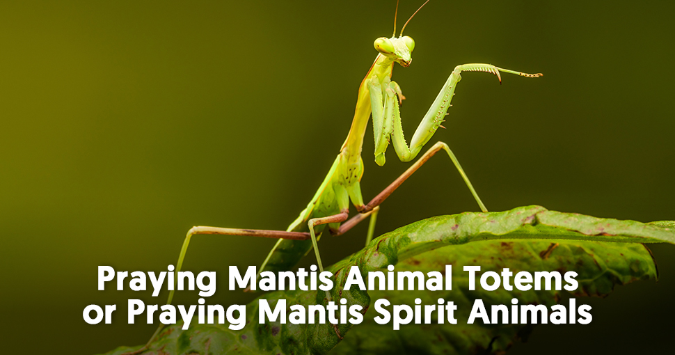 The Spiritual Meaning of Praying Mantises Mysticsense