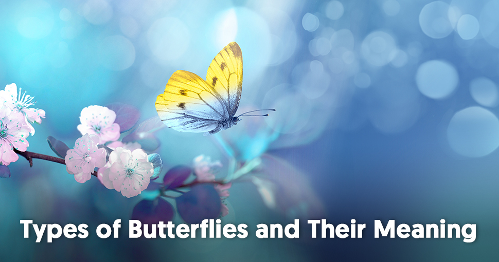 Spiritual Significance of Butterflies and Meanings of Butterflies Mysticsense
