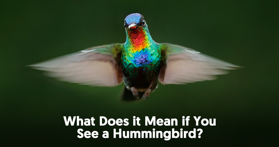The Symbolic Meaning of the Hummingbird Mysticsense