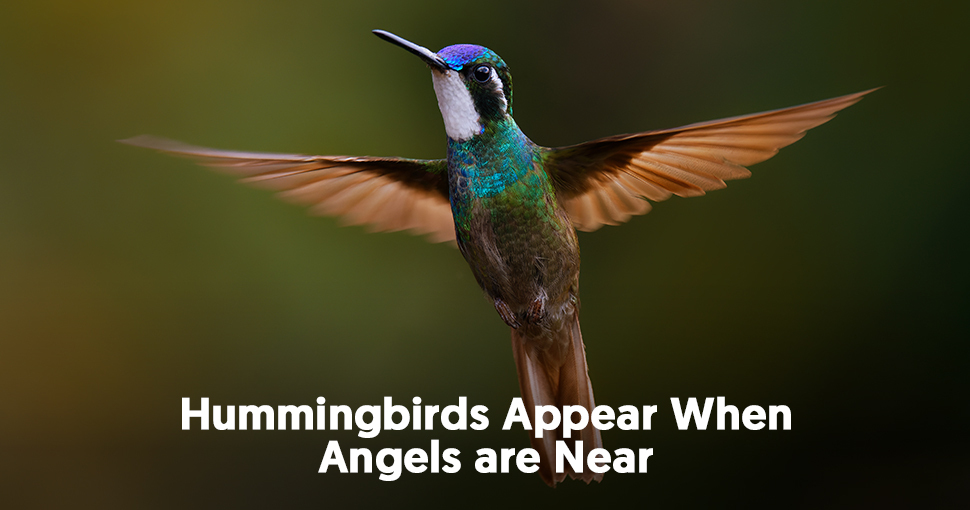 The Symbolic Meaning of the Hummingbird | Mysticsense