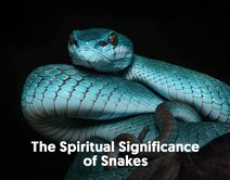 What is the Meaning of a Snake