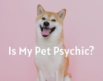 Is My Pet Psychic? / Your Pet’s Psychic Abilities