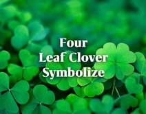 What Does a Four Leaf Clover Symbolize?