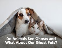 Do Animals See Ghosts and What About Our Ghost Pets?