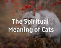 The Spiritual Meaning of Cats