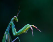 What Does It Mean When You See a Praying Mantis?