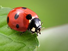 The Spiritual Meaning of Ladybugs