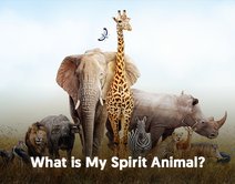 What is My Spirit Animal?