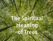 The Spiritual Meaning of Trees