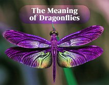 The Meaning of Dragonflies
