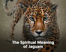 The Spiritual Meaning of Jaguars