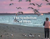 The Symbolism of Birds