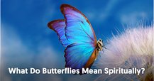 What Do Butterflies Mean Spiritually?
