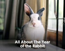 All About The Year of the Rabbit
