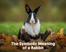 The Symbolic Meaning of a Rabbit